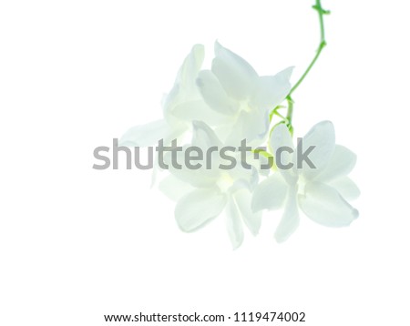 Close up of white jasmine flower isolate on white background with space.
