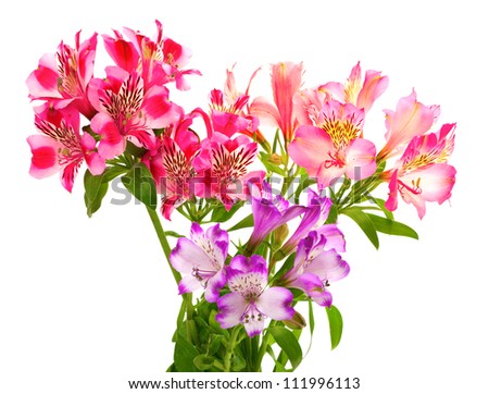 Bouquet of lilies (alstroemeria). Isolated on white background