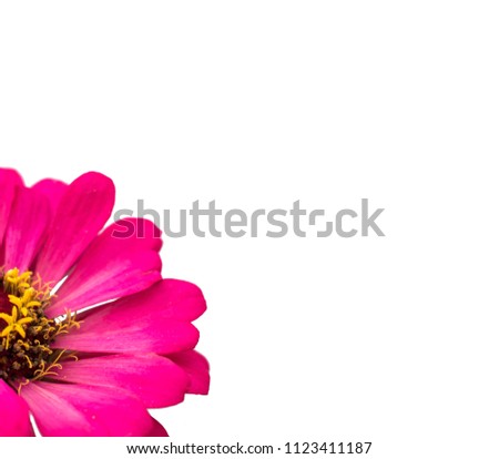 flower background white 