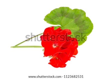 Leaf and red flower of Pellargonium isolated on white background. Studio Photo