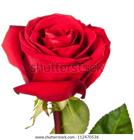 rose isolated on a white background