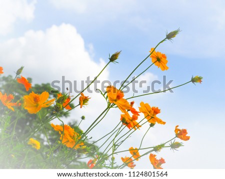 Beautiful of Yellow cosmos flowers with blue sky background.selective focus