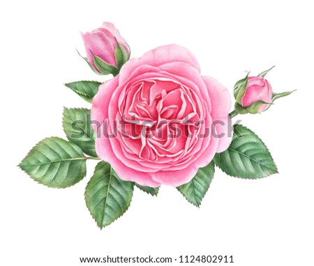 Watercolor pink english rose with buds and leaves isolated on white background. Hand drawn botanical illustration.