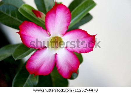 Closeup photo of Adenium Obesum or Desert Rose flower in the garden with green leaf as natural background.