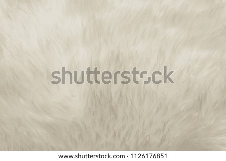 White fluffy wool texture, natural wool background, fur texture close-up for designers, light long fur anima