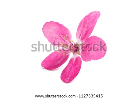pink flowers of apple-tree isolated on white background