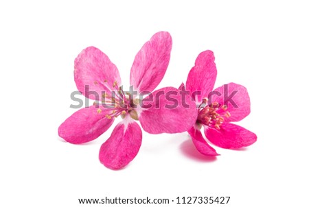 pink flowers of apple-tree isolated on white background