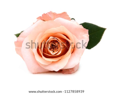one pink rose at front view
