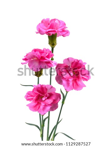 A pink carnation flowers blooming on white background