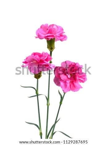 A pink carnation flowers blooming 