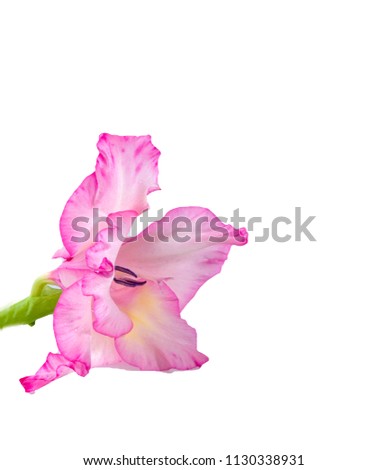 Gladiolus bloom isolated against white background