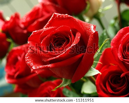 Bouquet of beautiful red roses with water drops