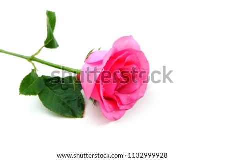 Collage of pink roses isolated on white background.