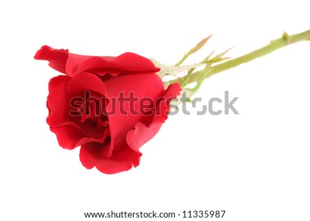 Isolated Red Rose