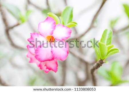 Macro Adenium obesum or desert rose