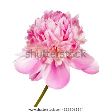 Pink peony flower  isolated on white background