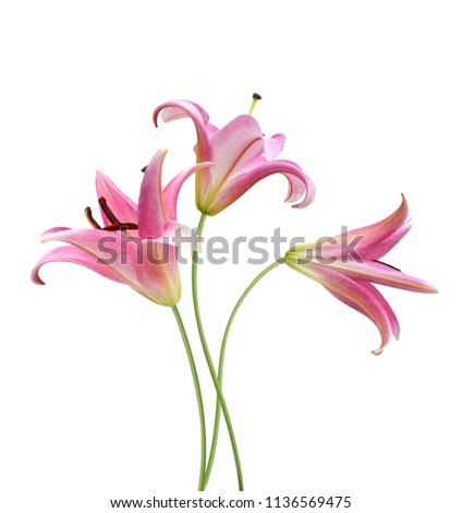 Pink Lily flowers isolated on a white background