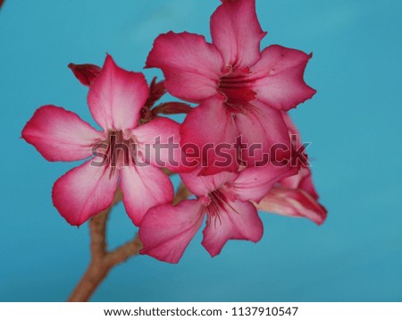 Adenium  : Azalea flowers are a colorful species of flowers. It is easy to grow. Resistant to extreme drought The Desert Rose . (Blue background)
