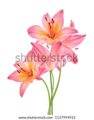 A lily flowers decorating on white background 