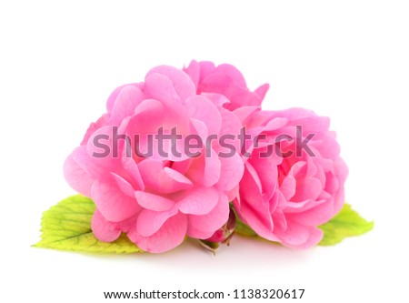 Beautiful bouquet of pink rose flowers isolated on white background.
