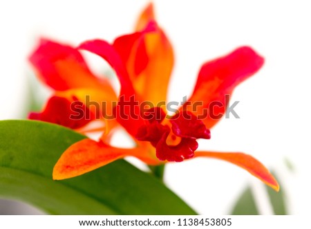 Glamorous orchid Cattleya labiata  Red orchid