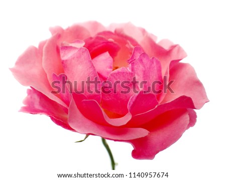macro closeup of a pink yellow rose romantic vintage with curly petals flower isolated on white