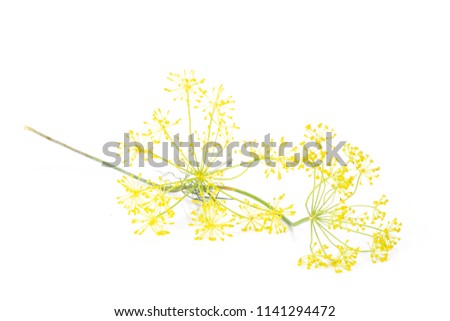 Group of two whole fresh yellow dill flowers clusters isolated on white