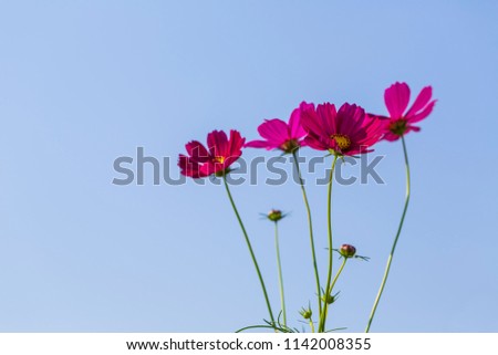 The powerful cosmos flowers on a bright day.