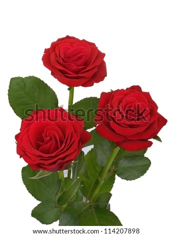 Red roses bunch isolated white