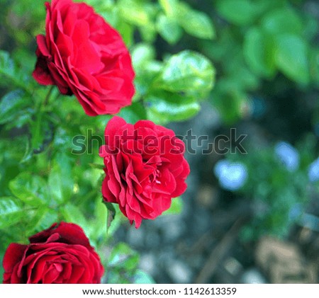 Red roses. Photos with Bokeh, shallow depth of field. Flowers in the garden.