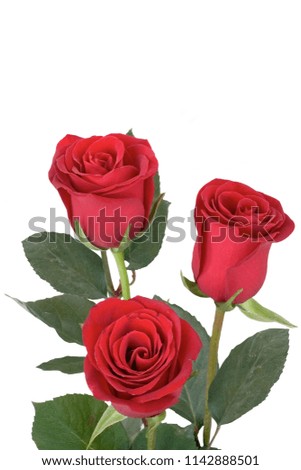 Red roses isolated