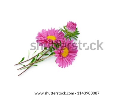 
asters lie on white background