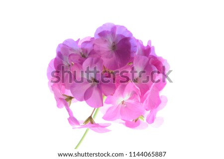 flowers are large in nature
