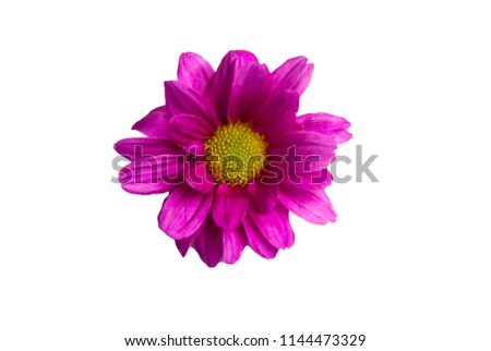 Purple garden chrysanthemum flower isoalted on white background.