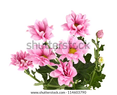 branch of beautiful pink chrysanthemums on white background close-up