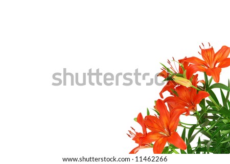 Beautiful red blooming lilieswith green leaves isolated