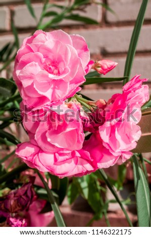 Oleander (Nerium oleander) in greenhouse, Moscow, Russia