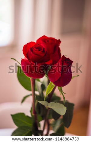Three Roses with blurred background