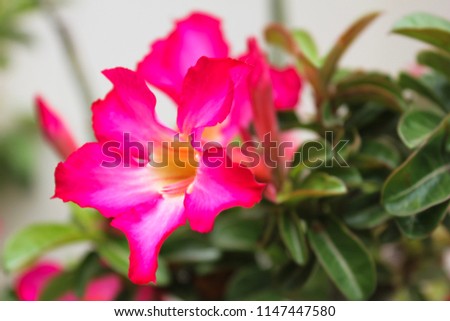 Adenium obesum or desert rose. Adenium tree has a beautiful flower and it is a medicinal herbs.