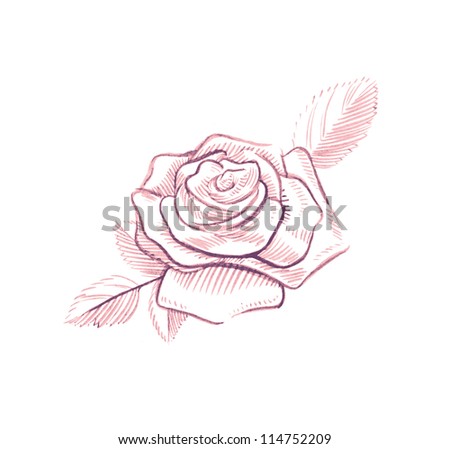 Roses (Hand Drawn)