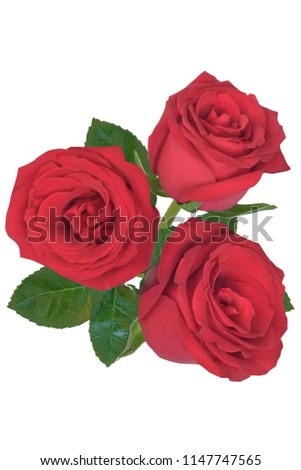 Bouquet of red roses isolated