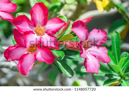 Adenium (Impala Lily, Desert Rose, Pink Bignonia, Mock Azalea) is beautiful pink flowers blooming in the garden with sunlight.