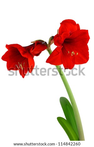 Red amaryllis Hippeastrum flowers with stern and leaves isolated on white