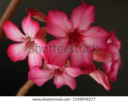 Adenium  : Azalea flowers are a colorful species of flowers. It is easy to grow. Resistant to extreme drought The Desert Rose. (Black  backdrop)