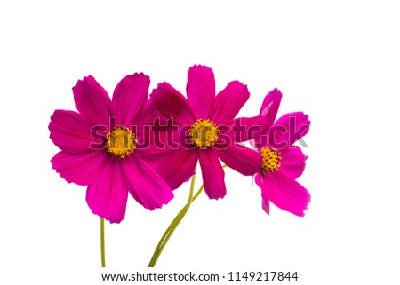 red cosmos flowers isolated on white background