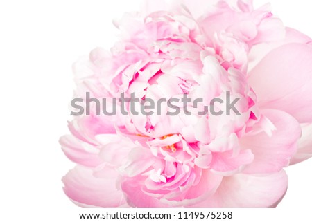 Pink peony flower isolated on white background
