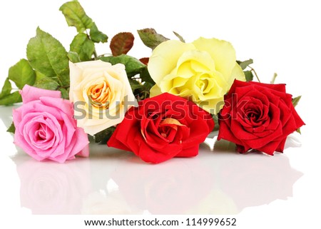 Beautiful colorful roses isolated on white