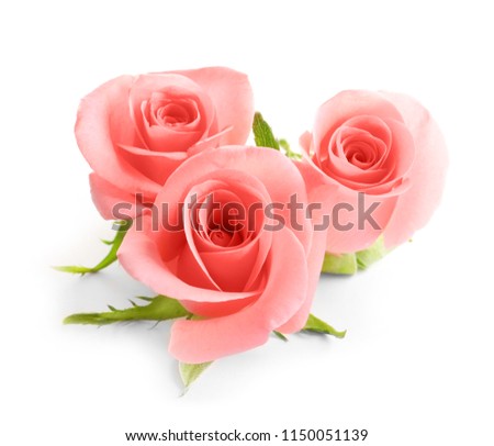 Beautiful roses on white background