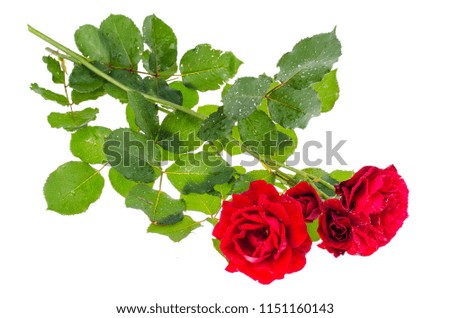 One beautiful burgundy rose on white background. Studio Photo