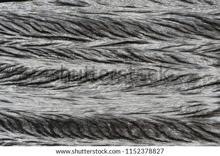 old tropical wood surface texture as background